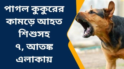 পাগল কুকুরের কামড়ে আহত শিশুসহ ৭, আতঙ্ক এলাকায়
