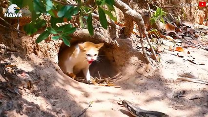 15 Scary Moments When Animals Fight To Protect Their Babies   The Hawk