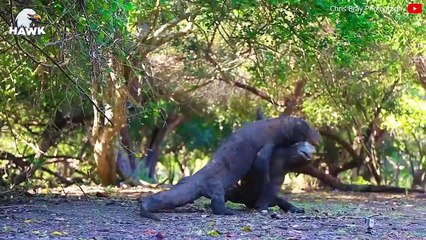 15 Times Animals Fight To The Death - Part 1   The Hawk