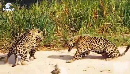 7 Brutal Times When Big Cats Fight With Their Own Kind   The Hawk