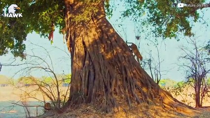 7 Scary Moments When Animals Fight To Save Their Babies