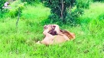 30 Brutal Moments When Hyenas Face Lions Caught on Camera   Animals Fighting
