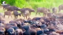 15 Scary Moments When Buffaloes Turn Lions Into Their Prey   Animals Fighting