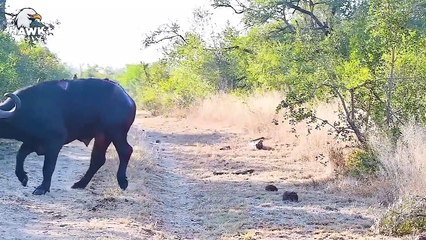 30 Scary Moments When Animal Fights And Get Injured   The Hawk