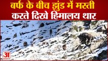 Himachal : बर्फबारी के बाद रिहायशी इलाकों में पहुंचे जंगली जानवर, शिकारी सक्रिय, वन विभाग हुआ अलर्ट