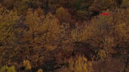 AYDIN'IN EĞRİKAVAK YAYLASI'NDA SONBAHAR RENKLERİ