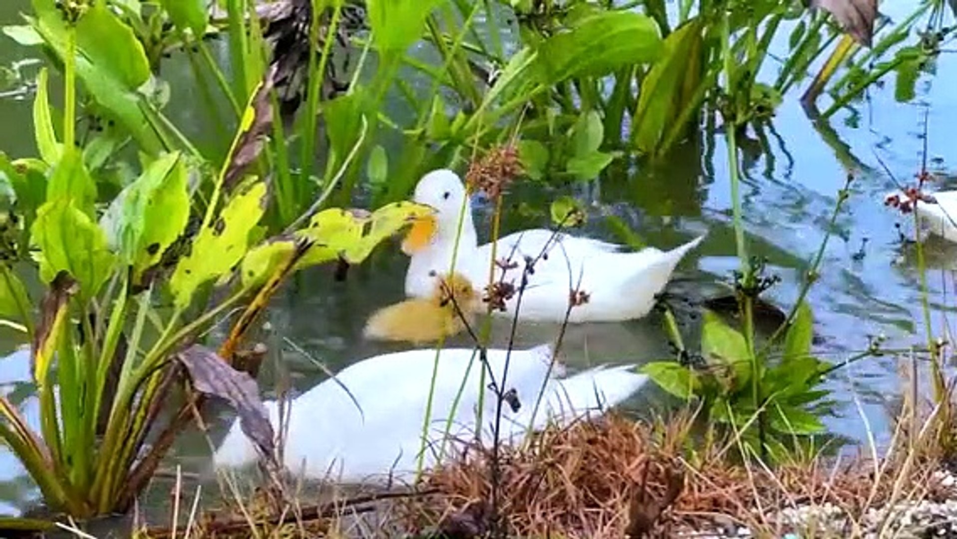 Animal sounds Farm animals, wild animals  Animal Sounds for Children