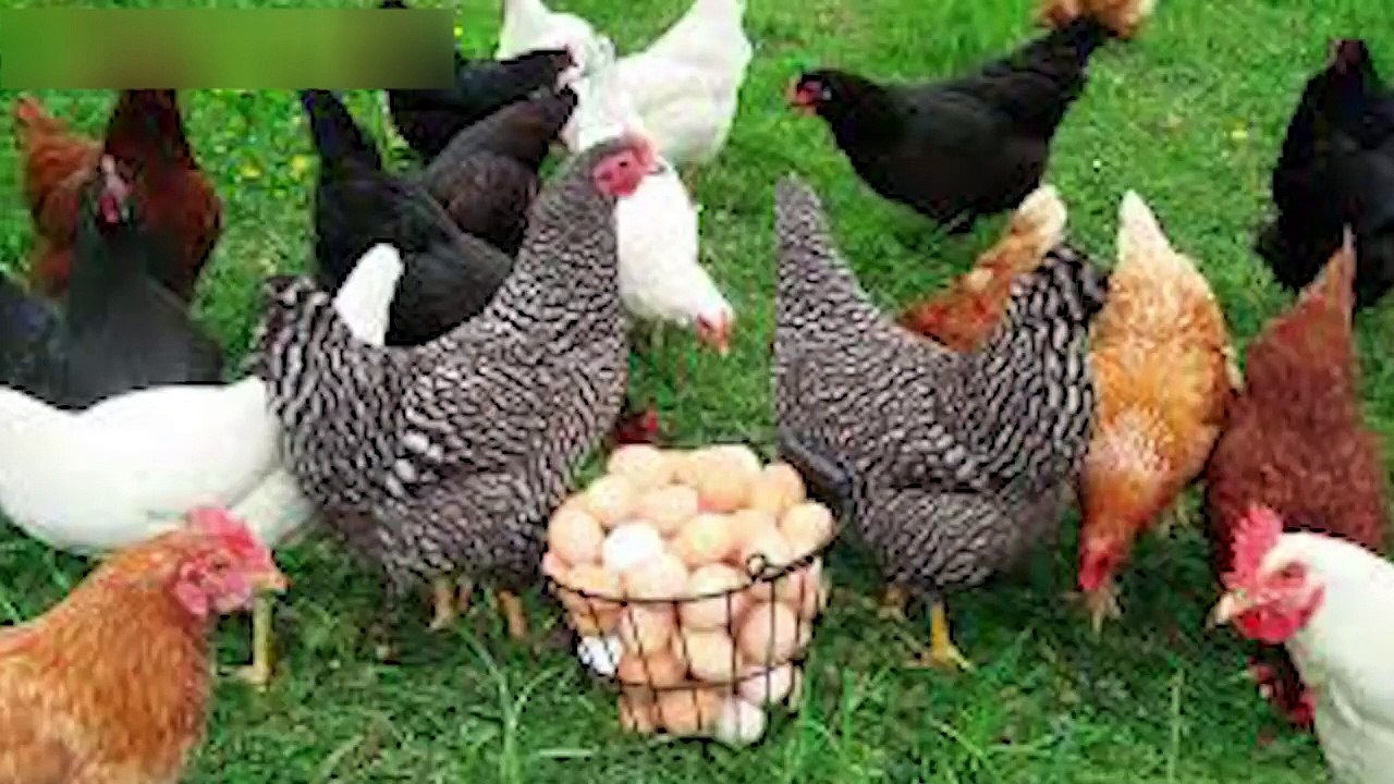 Animal Sounds for Children Amazing Animals 02