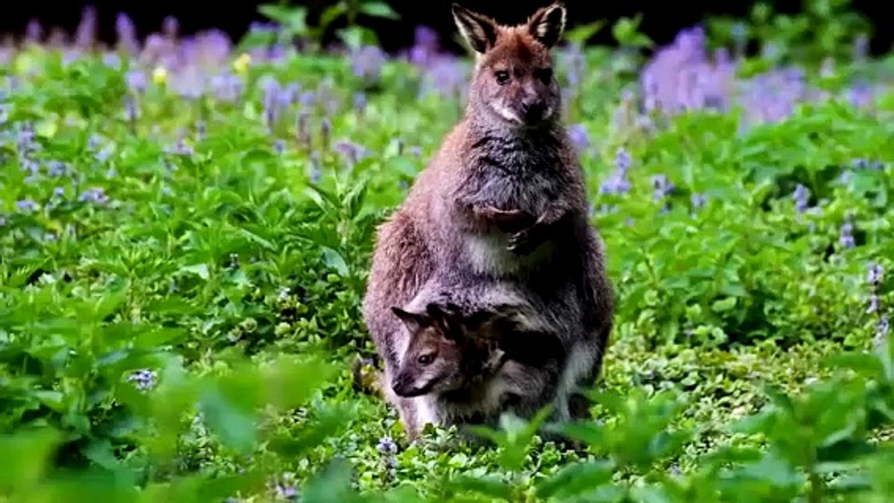 Animal sounds.Farm animals, wild animals.Part 3