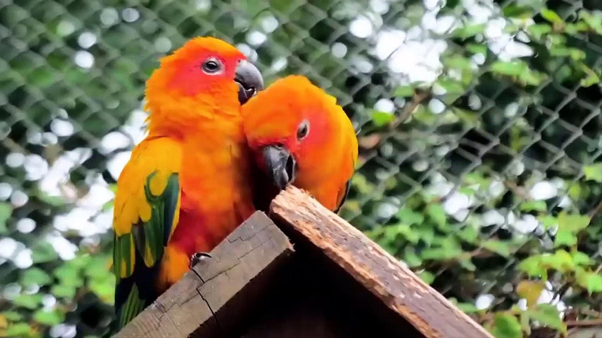 animals sound Farm Animals Animal sound