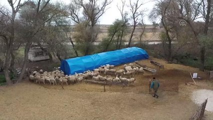 BALIKESİR - 21 yaşındaki genç kız devlet desteğiyle çiftçi oldu