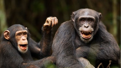Environnement : quelle est la différence entre un chimpanzé et un bonobo ?