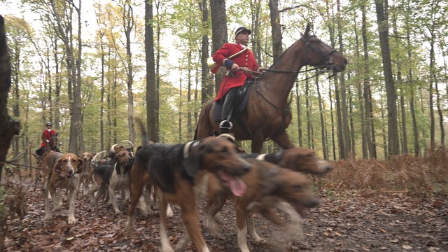Forêt de Rambouillet : chasse à courre, à cor et à cris