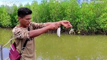 Kematian Ratusan Ikan di Pantai Cemara Bangka, Sampel Ikan dan Air Diuji