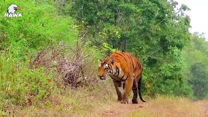 50 Moments Big Cats and Animal Fights For Life   The Hawk