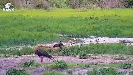 30 Baby Wild Animals Fall Into The Hands Of Brutal Predators