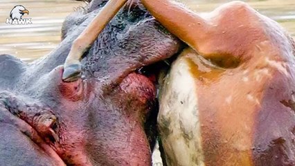 30 Angry Hippos That Attack And Crush Their Opponents