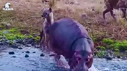 50 Ill-Fated Prey Were Brutally Attacked By Hyenas...