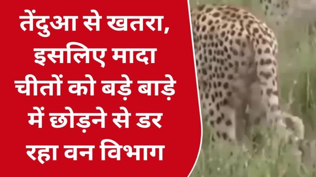 श्योपुर: तेंदुआ से खतरा,इसलिए मादा चीतों को बड़े बाड़े में छोड़ने से डर रहा वन विभाग,देखिए खास रिपोर्ट