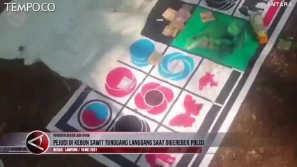 Saat Pejudi di Kebun Sawit Tunggang Langgang Digerebek Polisi