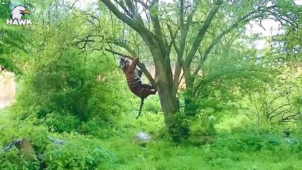 30 Mistakes When Big Cats And Animals Fight In The Trees...