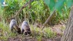 30 Hungry Raccoons Chase And Kill Animals Fearlessly