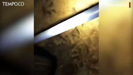 Wabah Jutaan Ekor Tikus Melanda Australia Usai Kekeringan