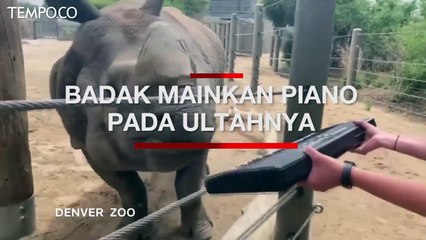 Rayakan Ultah ke-12 Seekor Badak Mainkan Piano