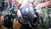 Anjing Militer di Cina Berhasil Terjun Payung, di Bawah Tentara Operasi Khusus