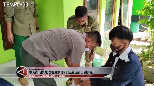 Kerap Memangsa Ternak Warga, Tiga Ular Piton Dievakuasi di Sultra
