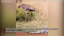 Viral, Dibentak Buaya, Seorang Cheetah Lompat Tunggang Langgang