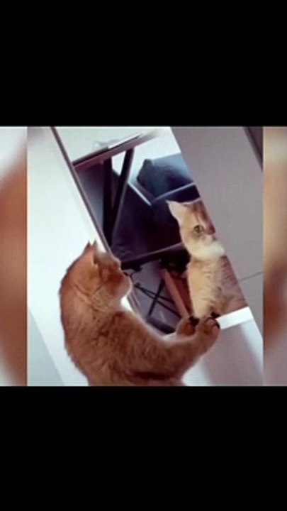 Adorable Small Cats  Meowing Kitty Sounds  Best TikTok Funny Collection 2022 shorts funny cute