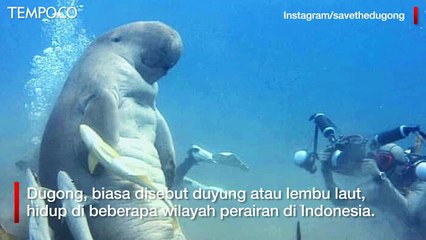 Fakta Unik Dugong, dari Umur Panjang Sampai Berat 450 Kilogram