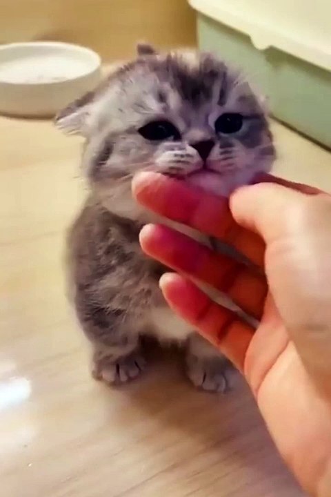 Cute and Funny Cat Videos_ Cutest and Funniest #short #shorts