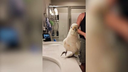 "My pet cockatoo loves to bop along to the likes of Kate Bush, Vengaboys and even METALLICA"