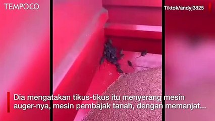 Kesal Panen Dirusak, Petani Australia Pakai Cara Ekstrem Basmi Wabah Tikus