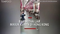 Viral, Babi Hutan Liar Masuk Kereta di Hong Kong, Penumpang Heboh