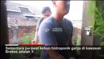 Polisi Gerebek Rumah Budidaya Ganja di Brebes, Amankan Ratusan Pot