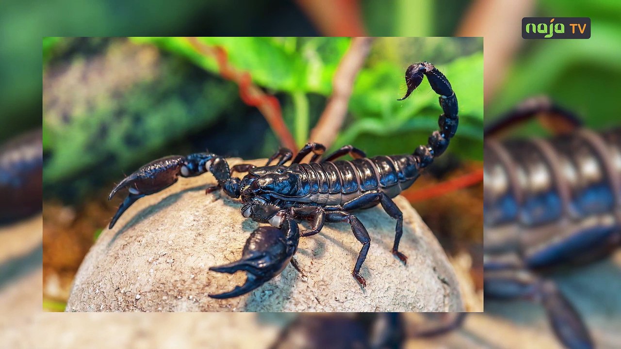 Origine du nom de l’équipe nationale du Cameroun : Lions Indomptables!