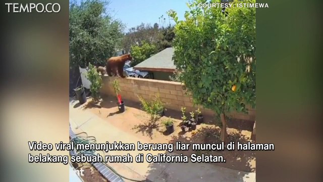 Emak-emak dengan Gagah Berani Selamatkan Anak Anjing dari Beruang Liar