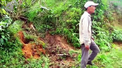 Luka Parah, Asisten Pawang Diserang Gajah Liar di Aceh Utara