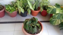 Winter care for croton plant./croton plant leaves droop down./croton plant colour fed out.