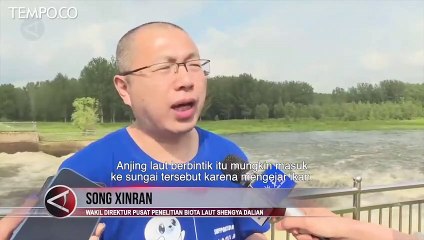 Anjing Laut Berbintik yang Dilindungi Ditemukan di Sungai Shenyang Cina