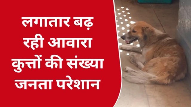 सहारनपुर: आवारा कुत्तों की दहशत बरकरार जिले में कई बच्चों की गई जान, जानें जनता की राय