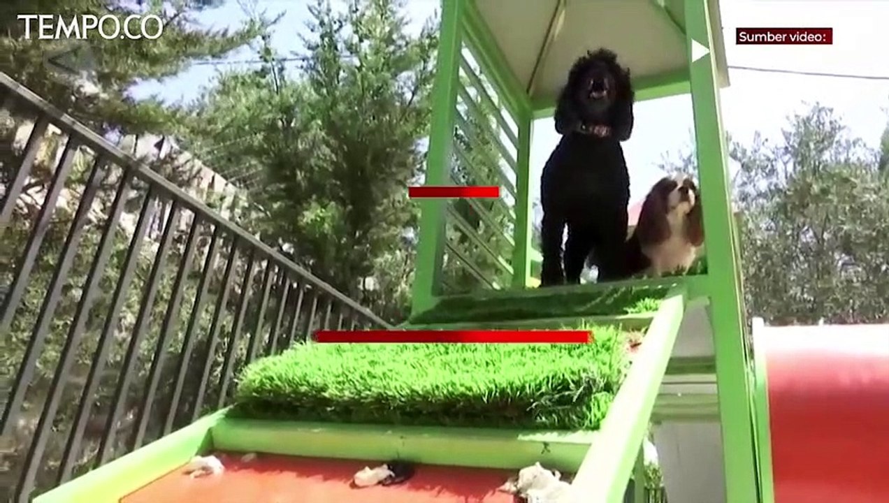 Istana Hewan Peliharaan di Palestina, Punya Area Main Sampai Kolam Renang