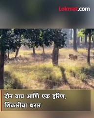 दोन वाघांनी केली हरणाची शिकार