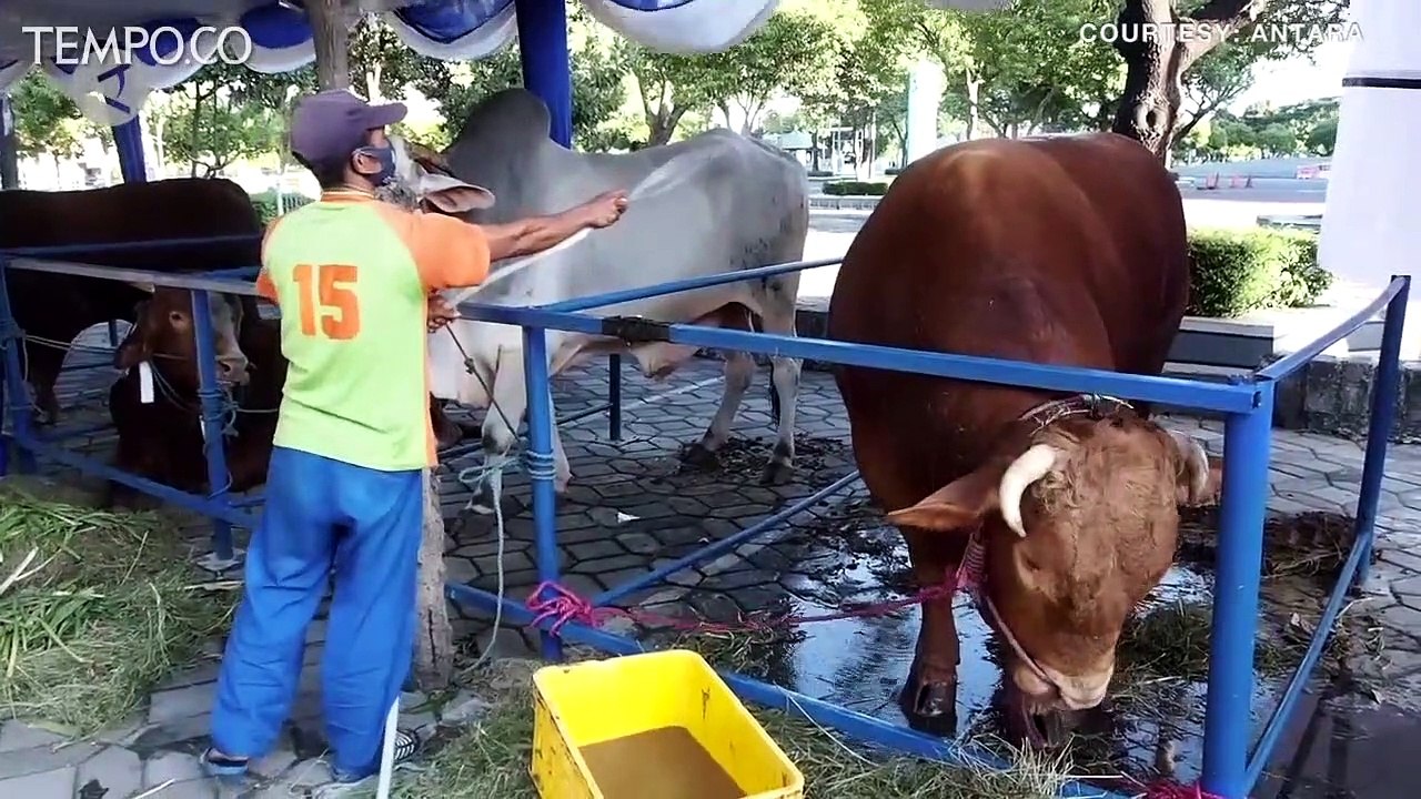 Sapi Kurban Presiden Jokowi di Surabaya Berbobot 1,2 Ton