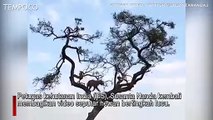 Macan Tutul Tampak Putus Asa Kejar Kera yang Berlompatan di atas Dahan Pohon