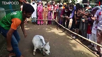 Tinggi 51 Cm, Sapi dari Bangladesh Ini Jadi yang Terkecil di Dunia