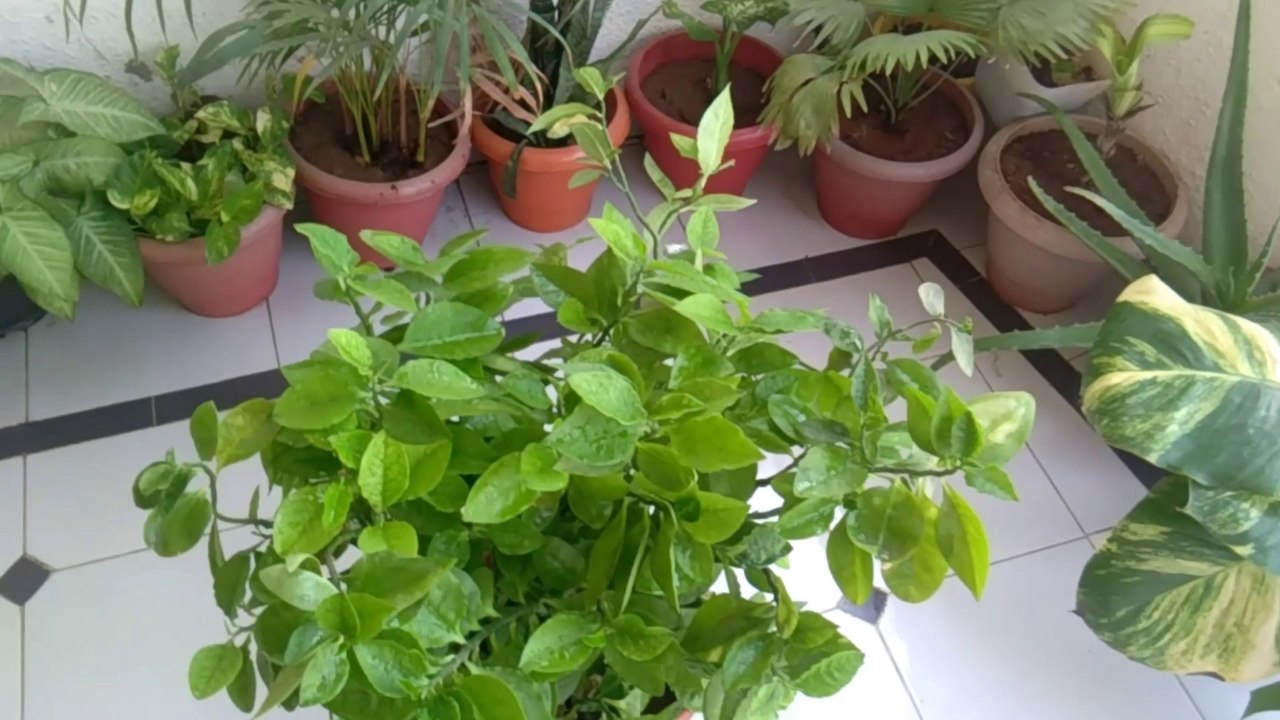 ice cube ka kamal plant ke upar./for lussgreen your plant every day